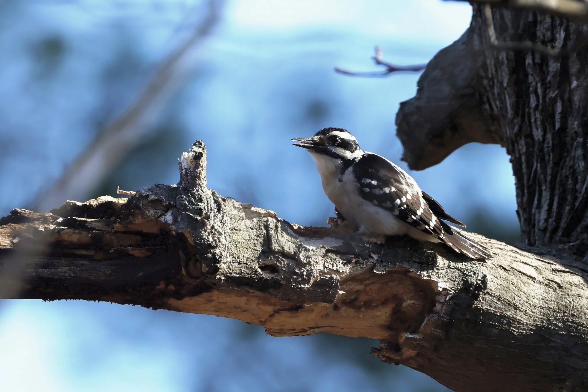 HAWO Hairy Woodpecker