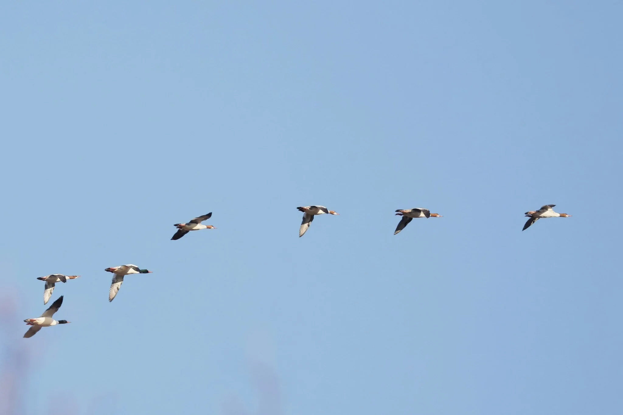 COME Common Mergansers