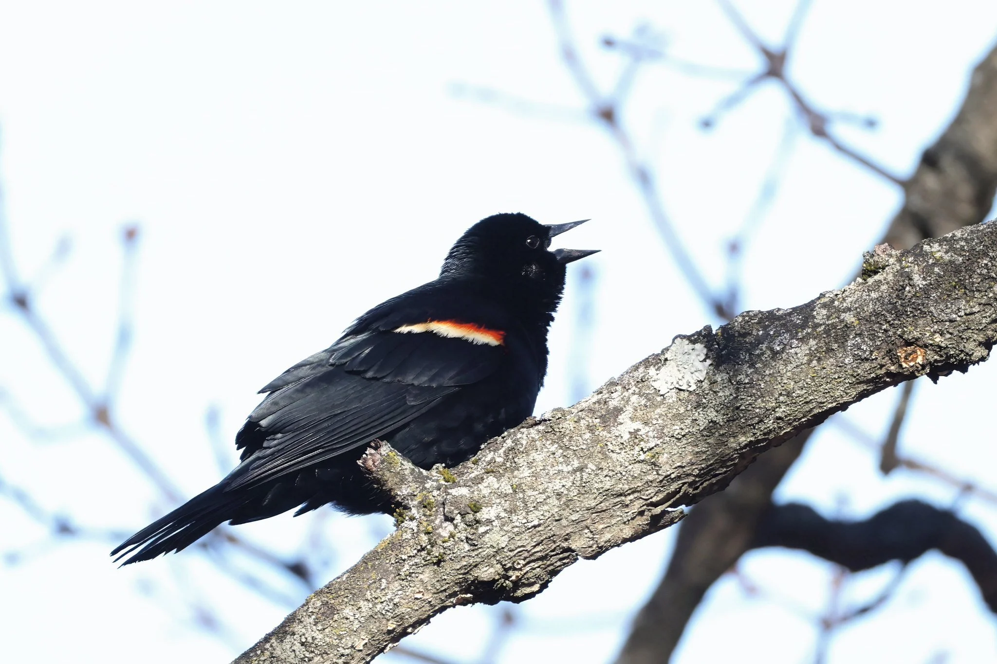 RWBL Redwing Blackbird