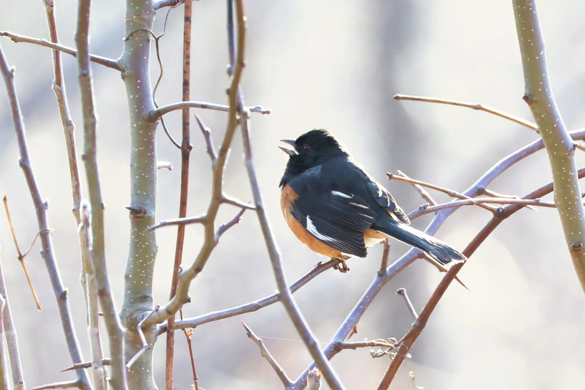 EATO Eastern Towhee male