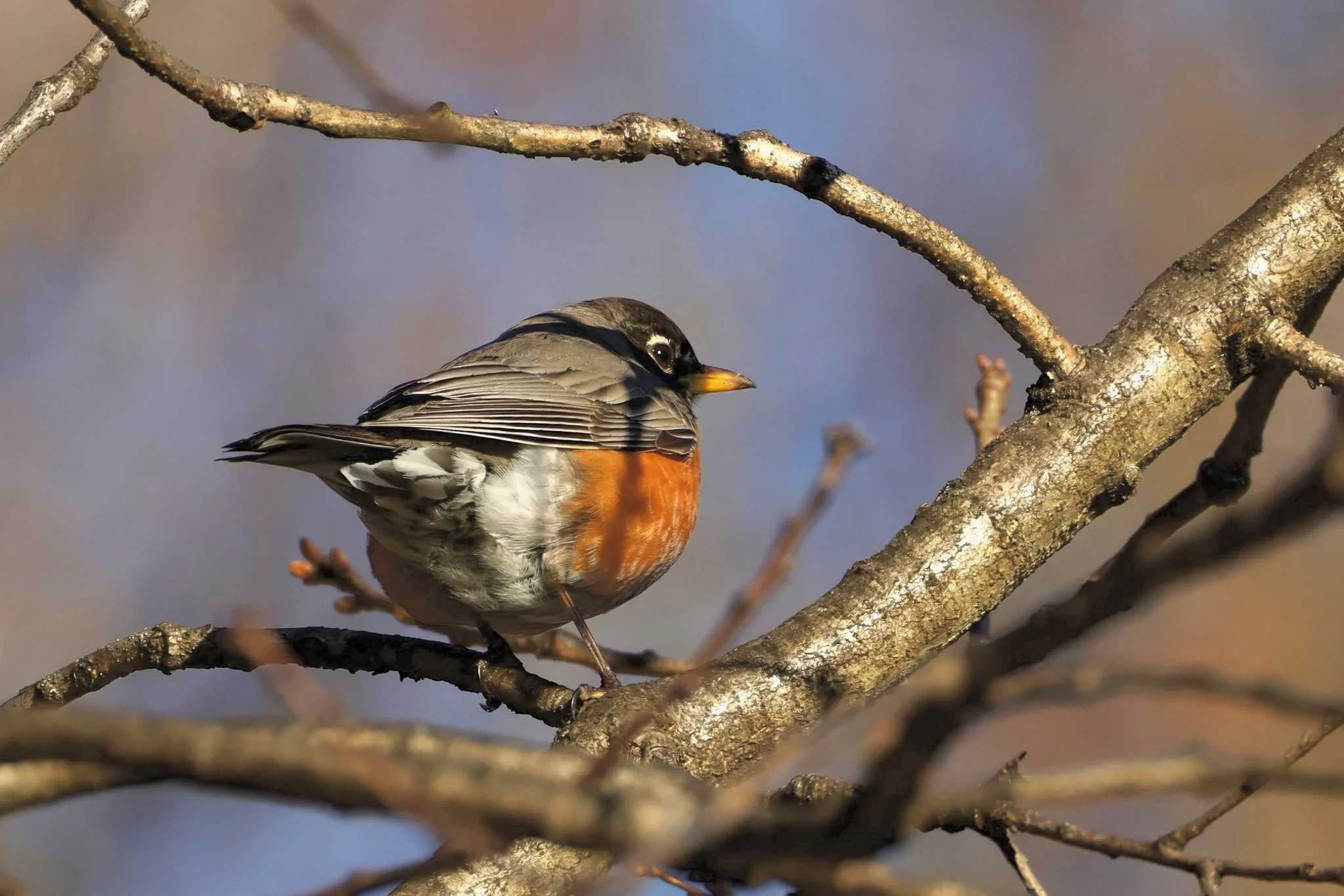 AMRO American Robin