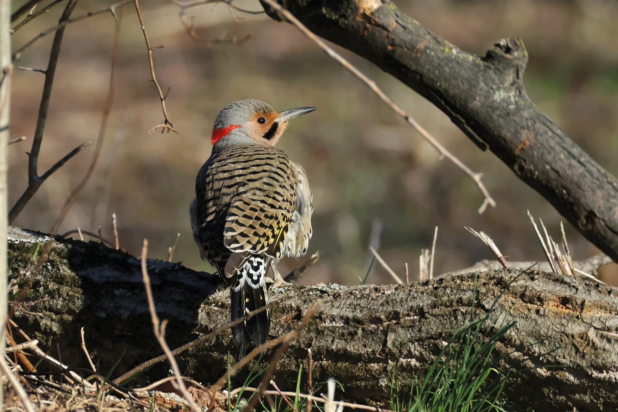 NOFL Northern Flicker