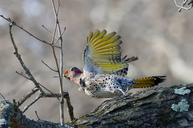 Northern Flicker