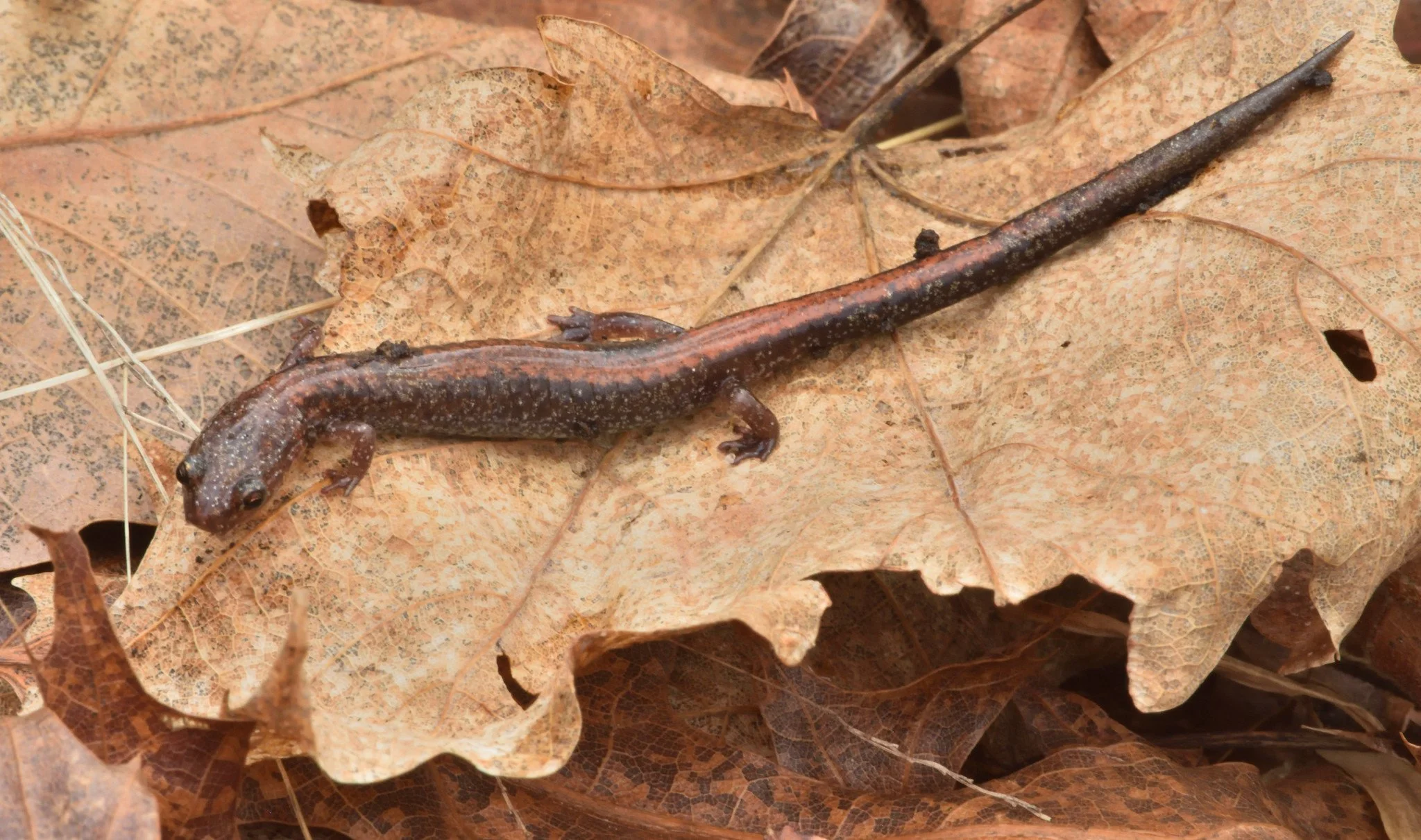 nNorthern red-backed salamander