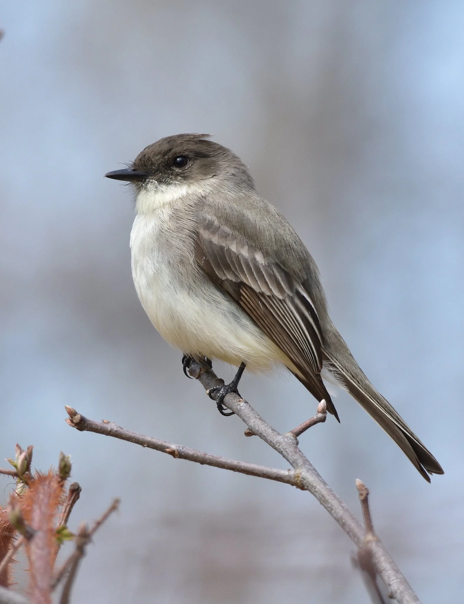 Eeastern phoebe