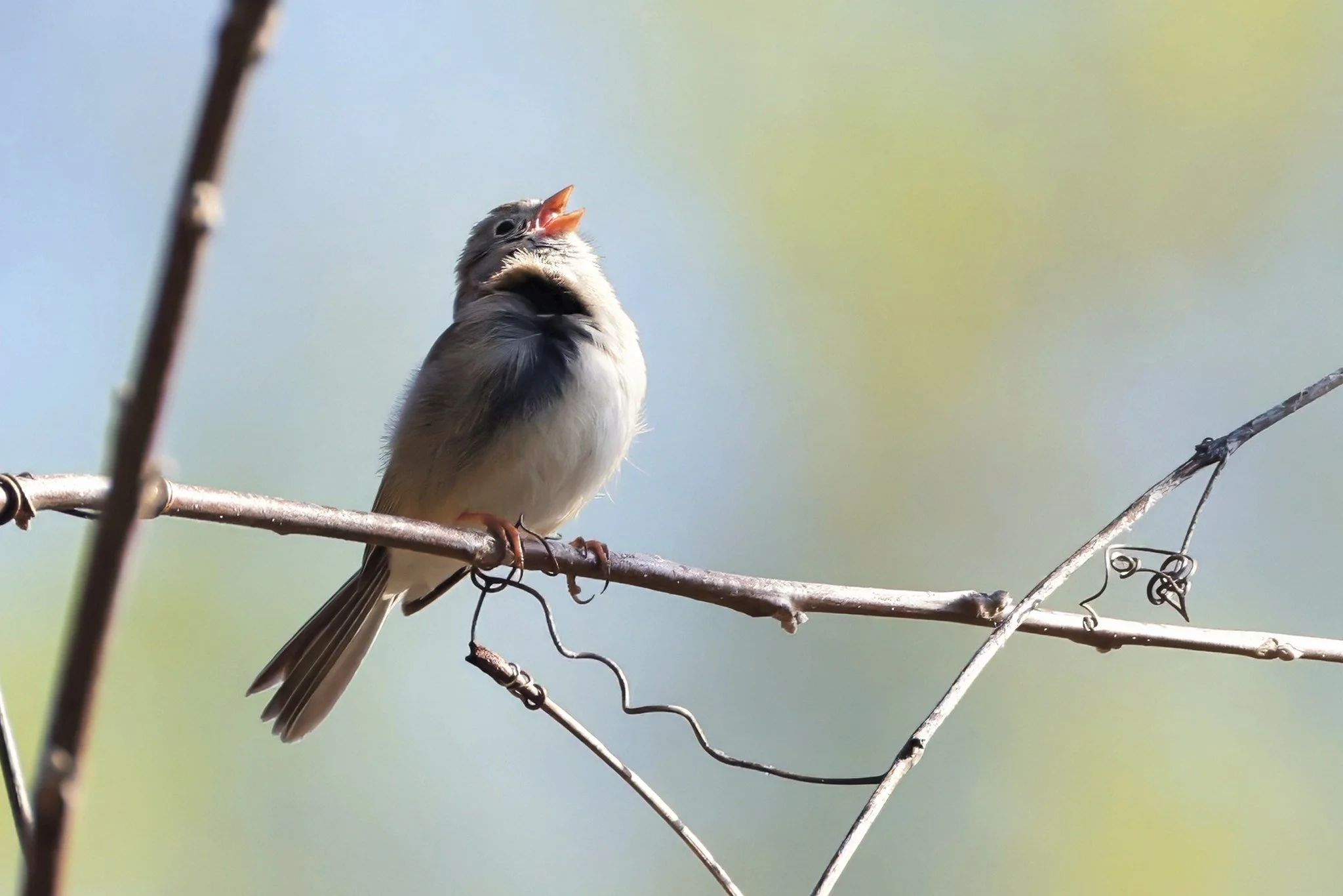 FISP field sparrow