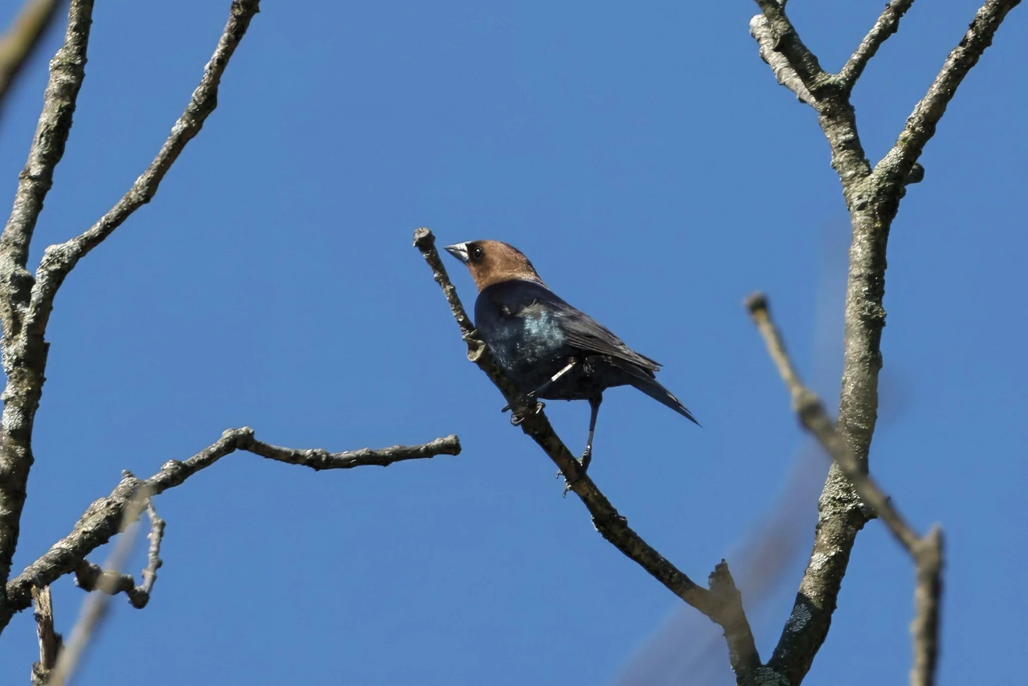 BHCO brown-headed cowbird male
