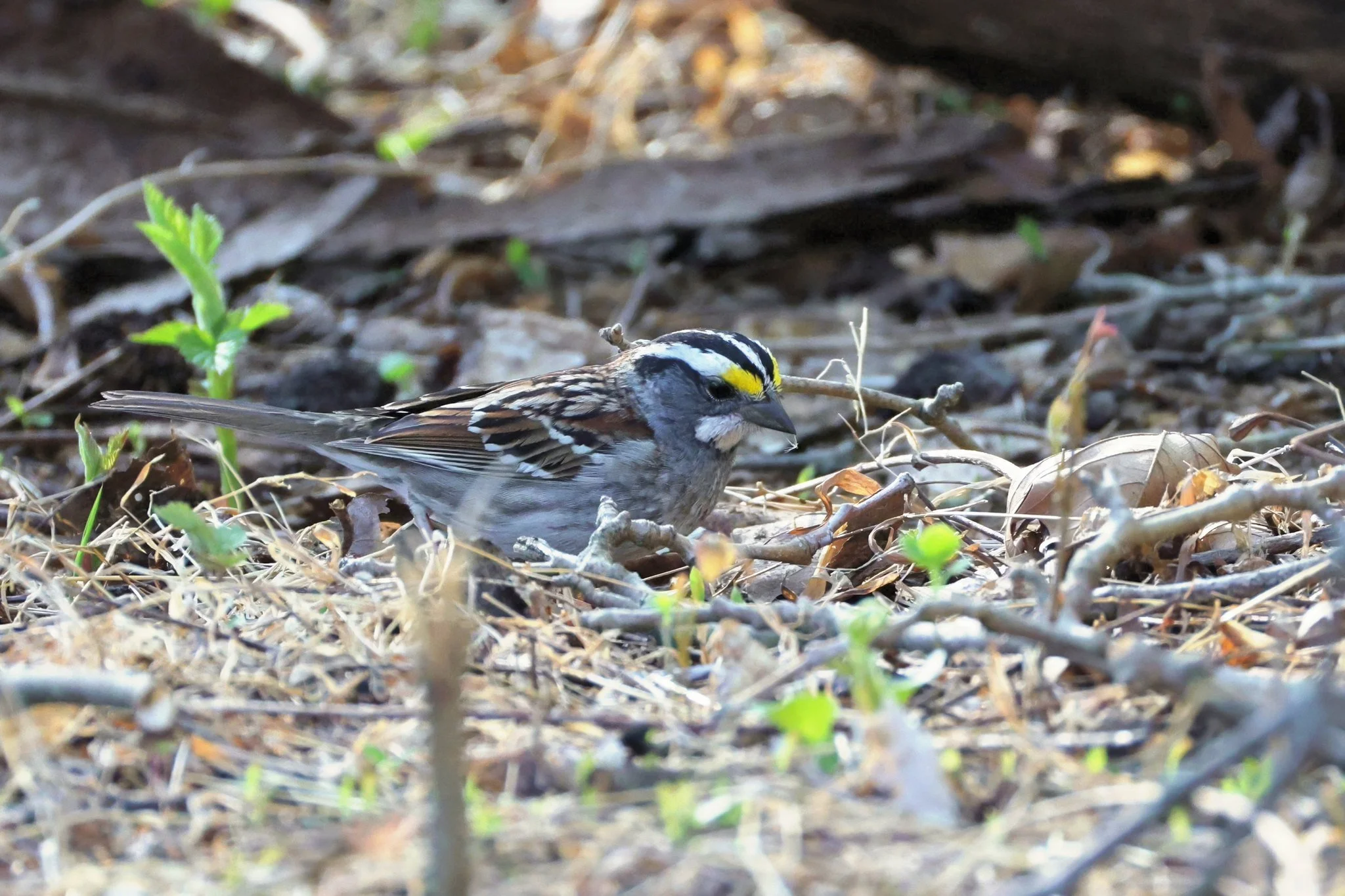 WTSP white-throated sparrow