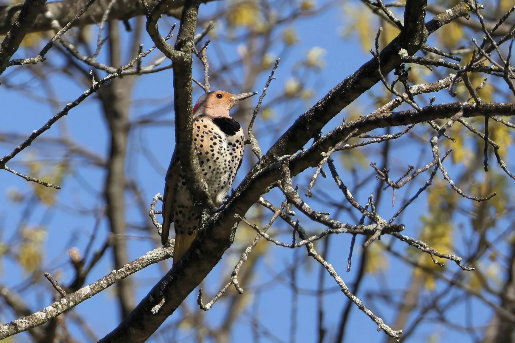 NOFL northern flicker