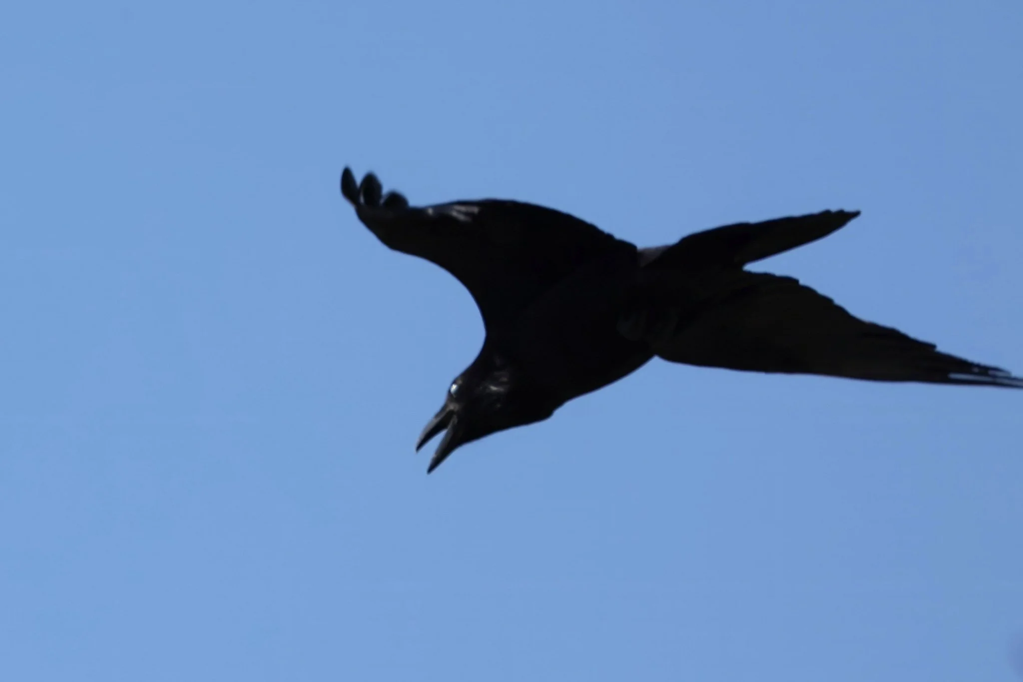 CORA common raven
