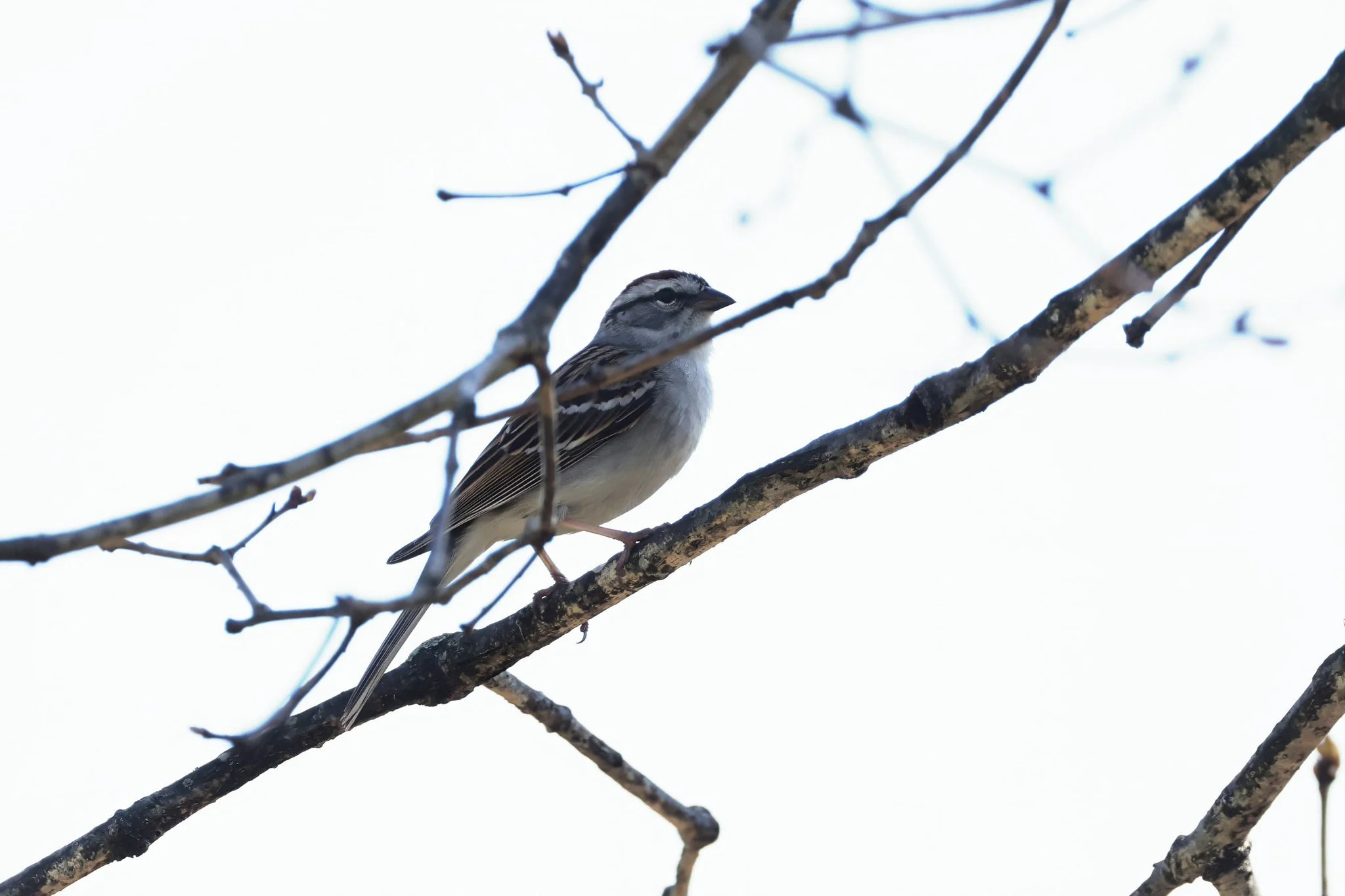 CHSP chipping sparrow