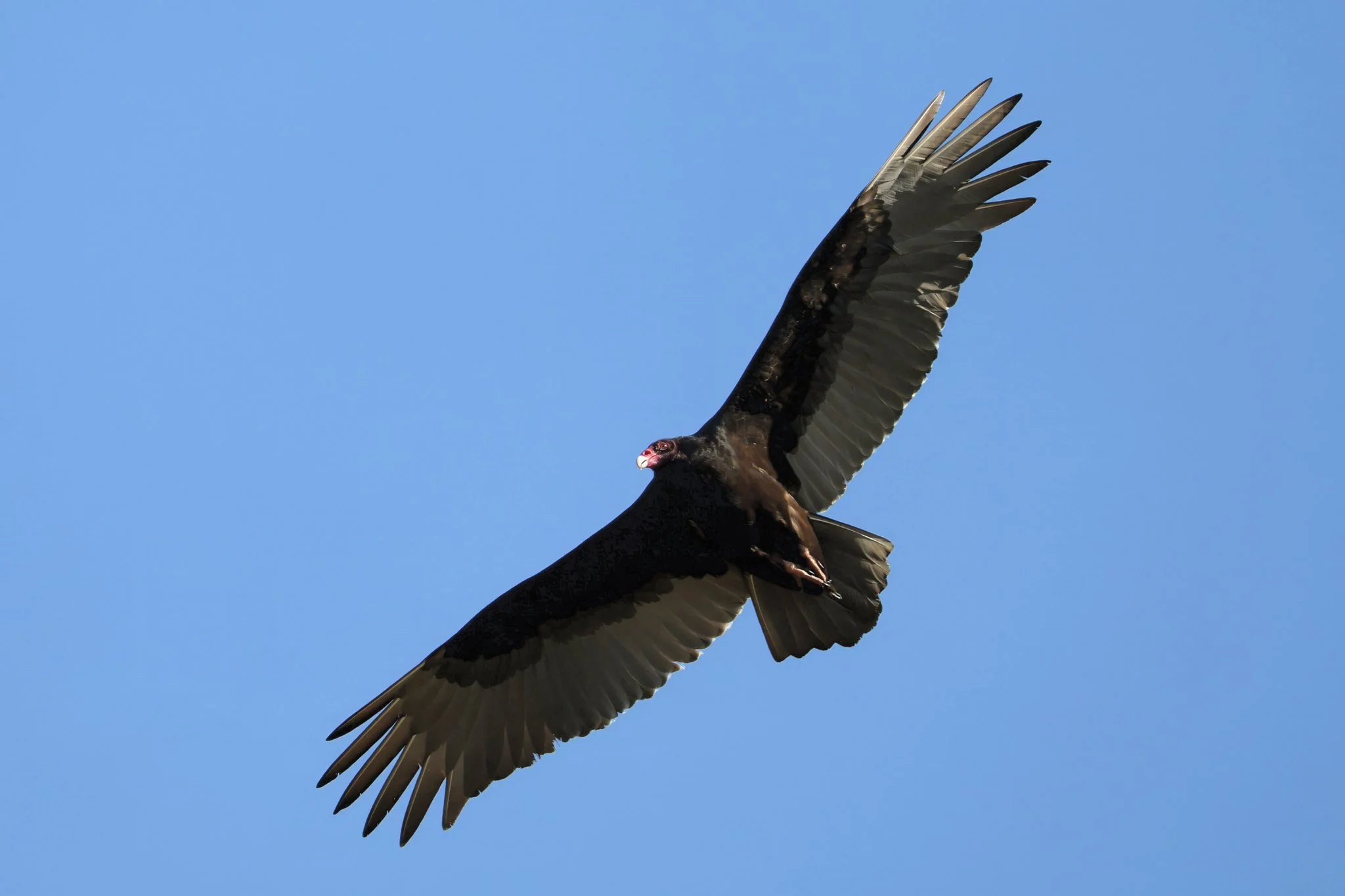 TUVU turkey vulture