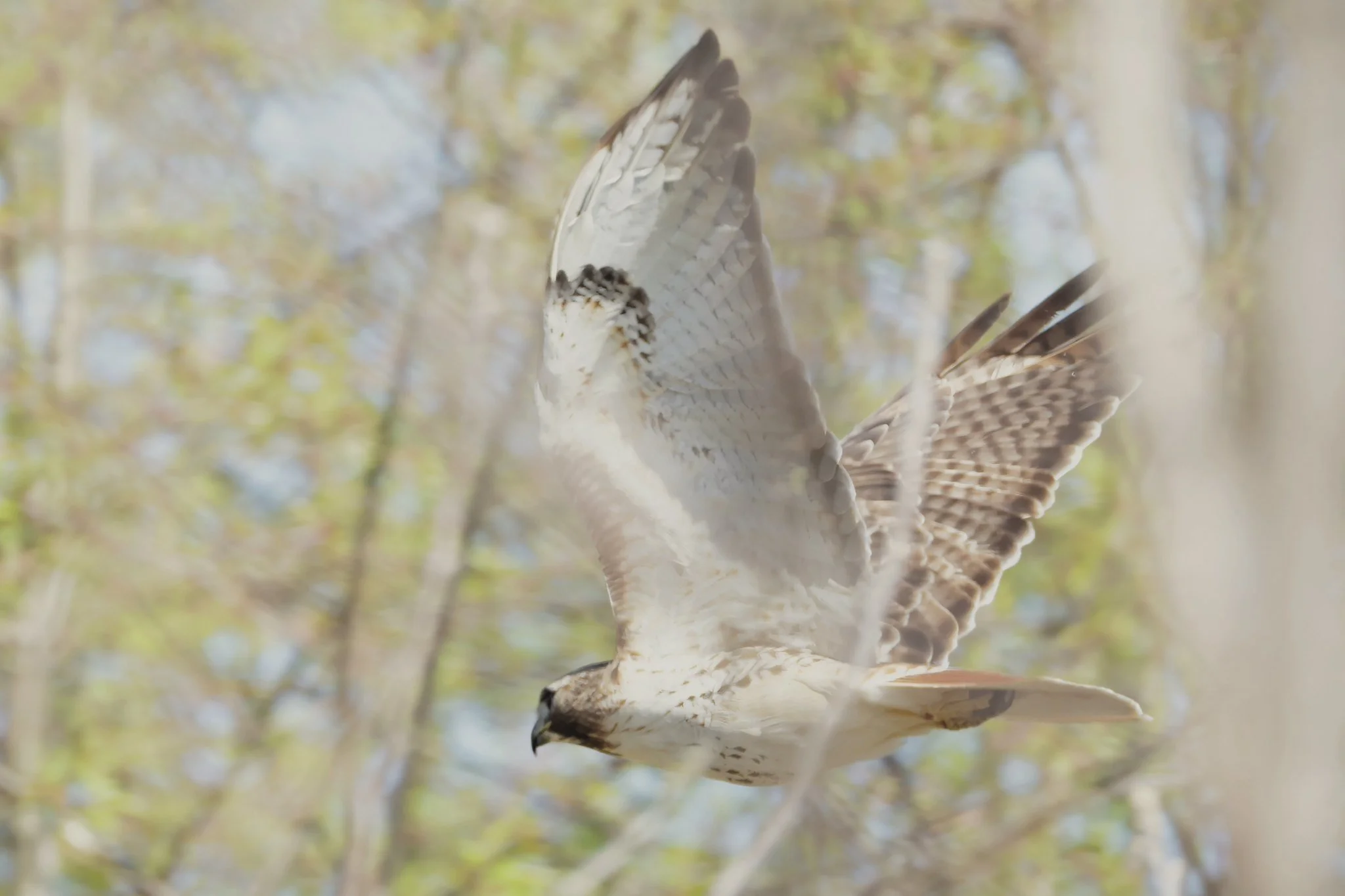 RTHA red-tailed hawk