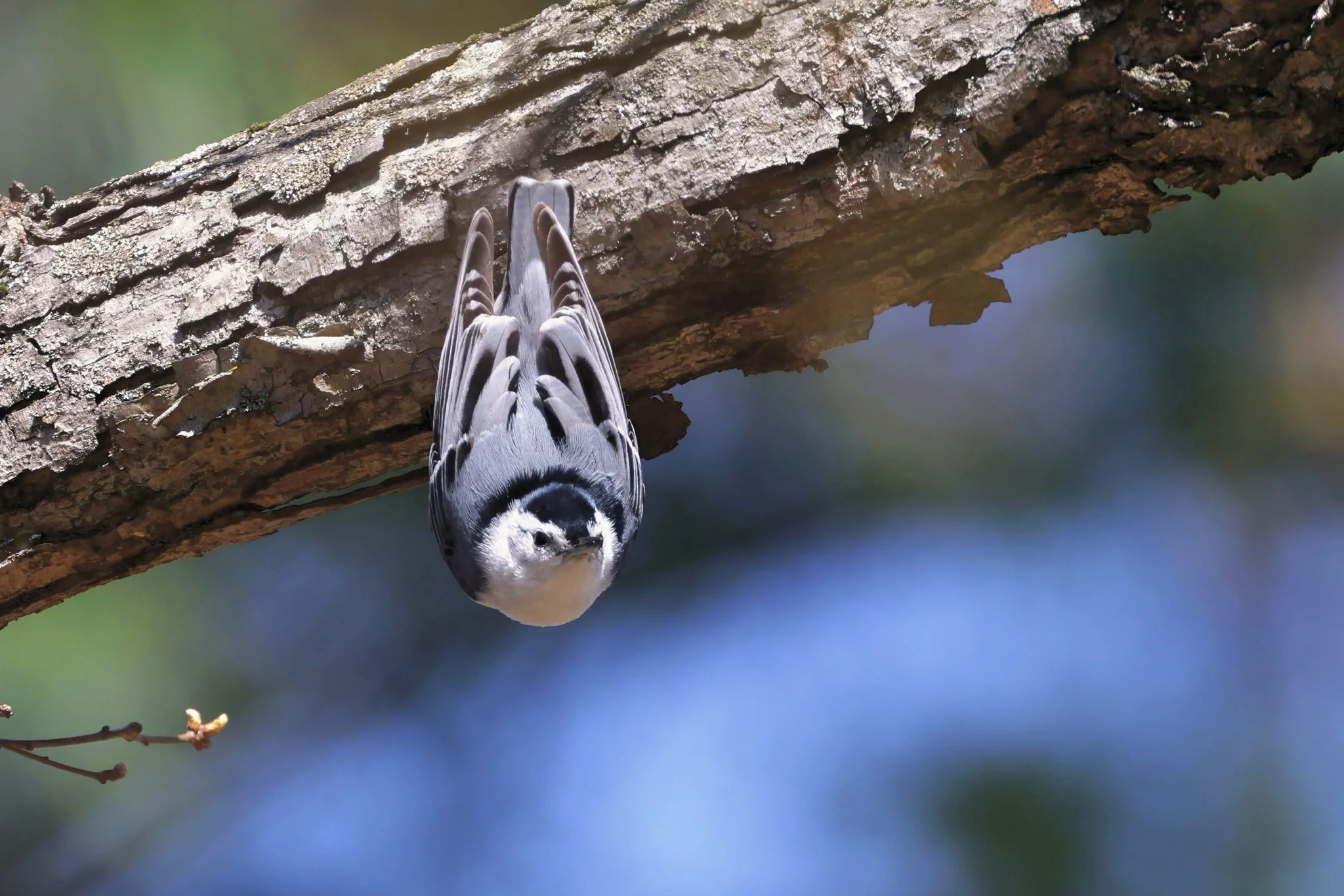 WBNU white-breasted nuthatch