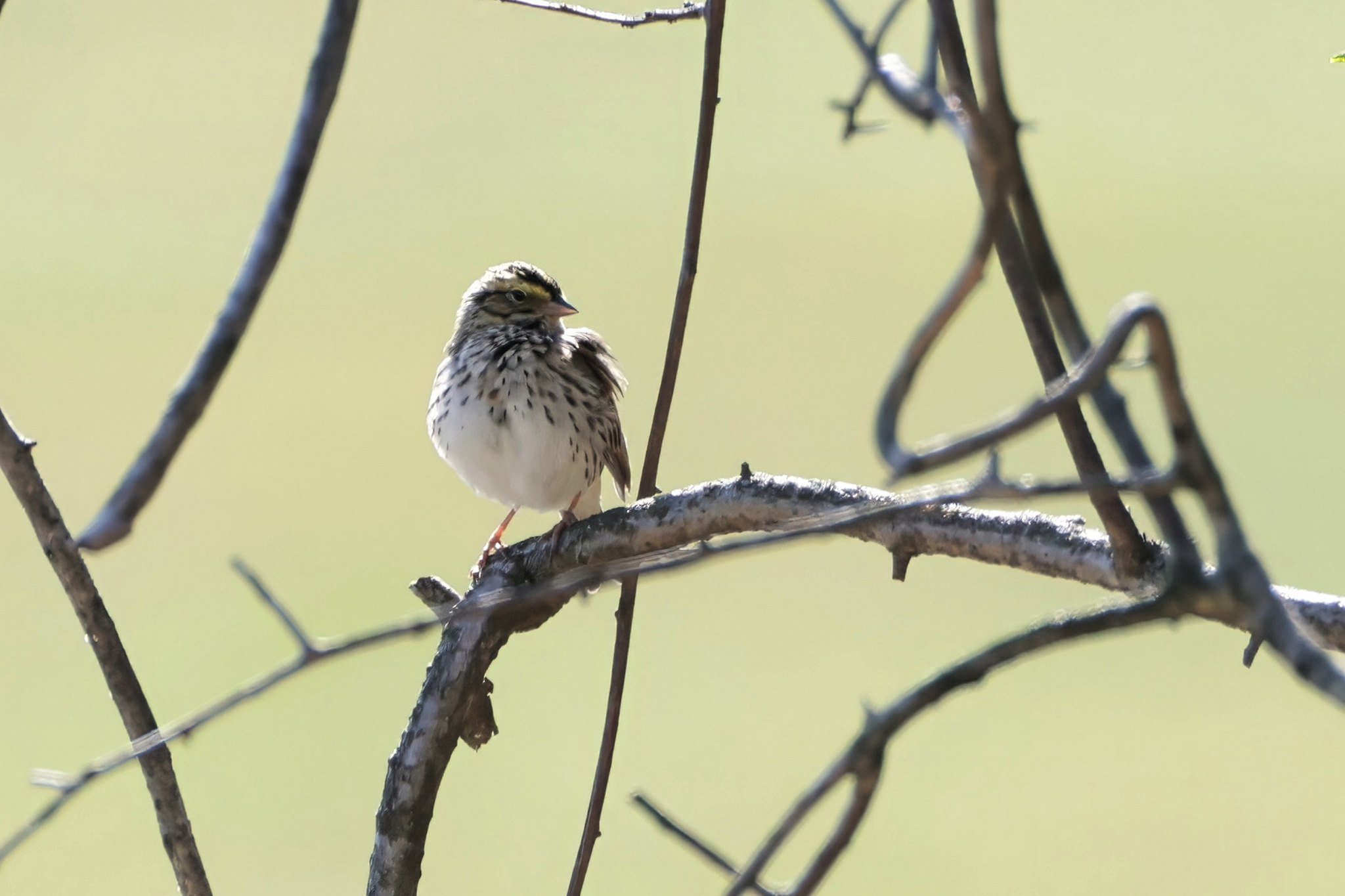 SAVS savannah sparrow