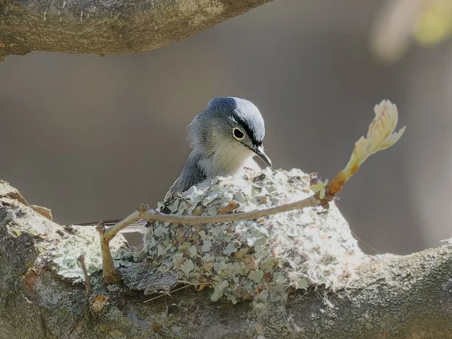 blue-gray gnatcatcher
