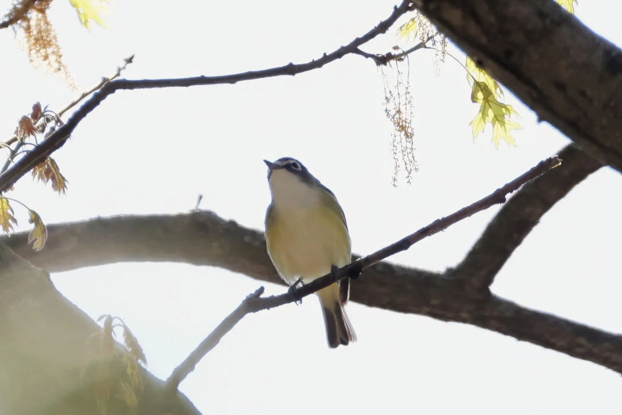BHVI blue-headed vireo