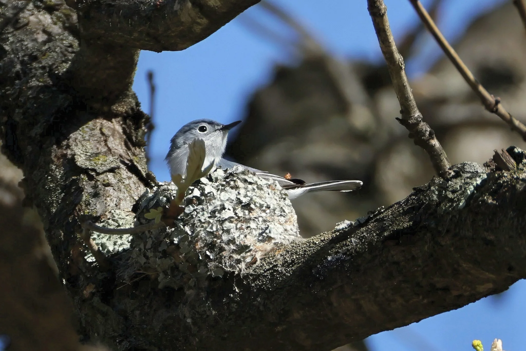 BGGN blue-gray gnatcatcher