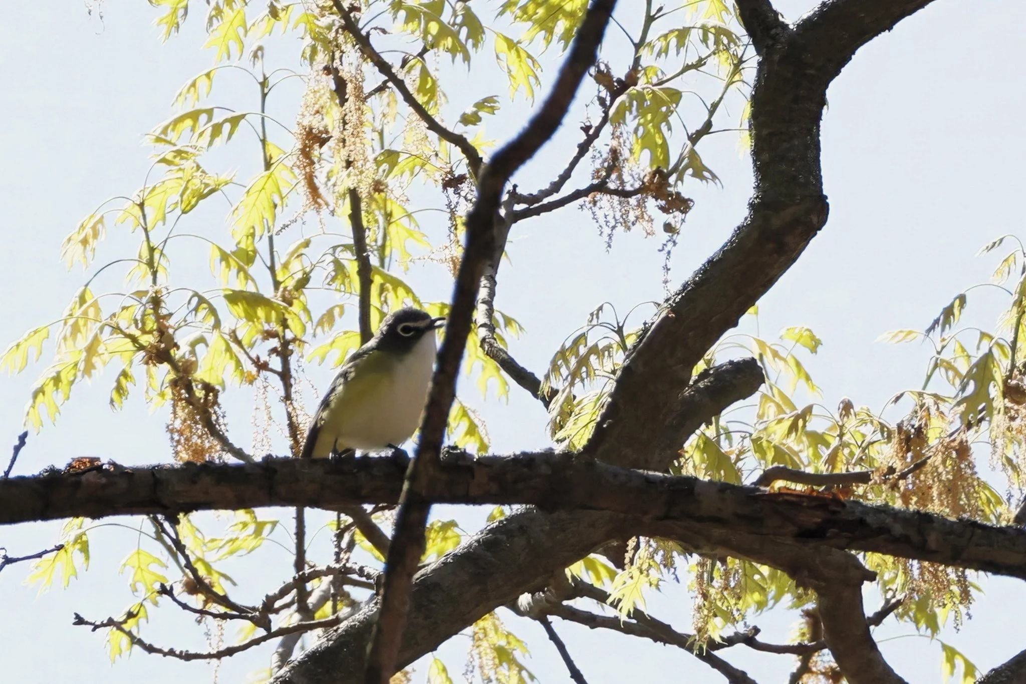 BHVI blue-headed vireo