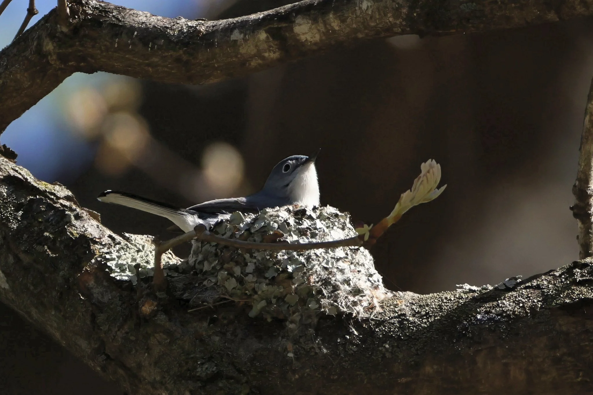 BGGN blue-gray gnatcatcher