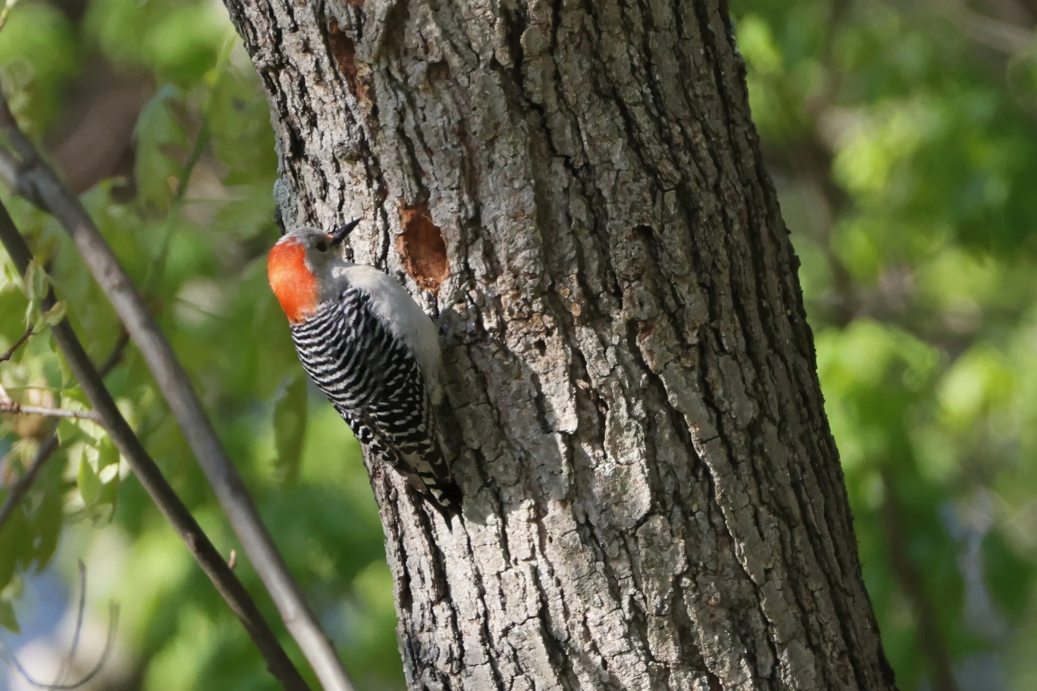 RBWO red-bellied woodpecker female