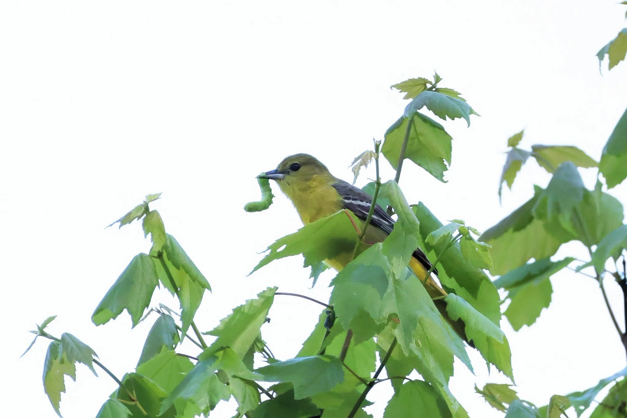 OROR orchard oriole female