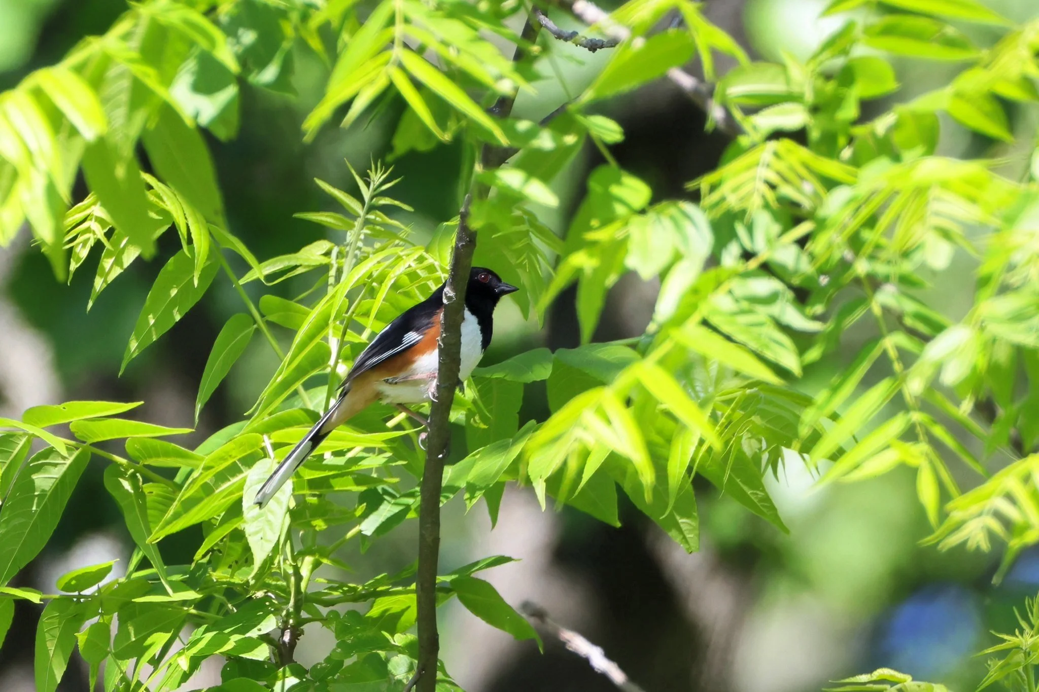 EATO Eastern Towhee