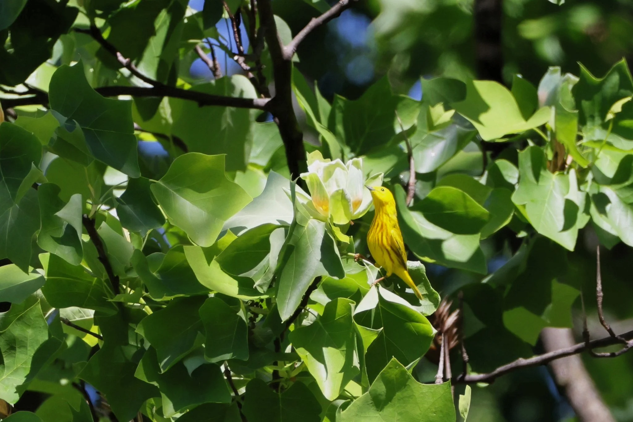 YEWA Northern Yellow Warbler
