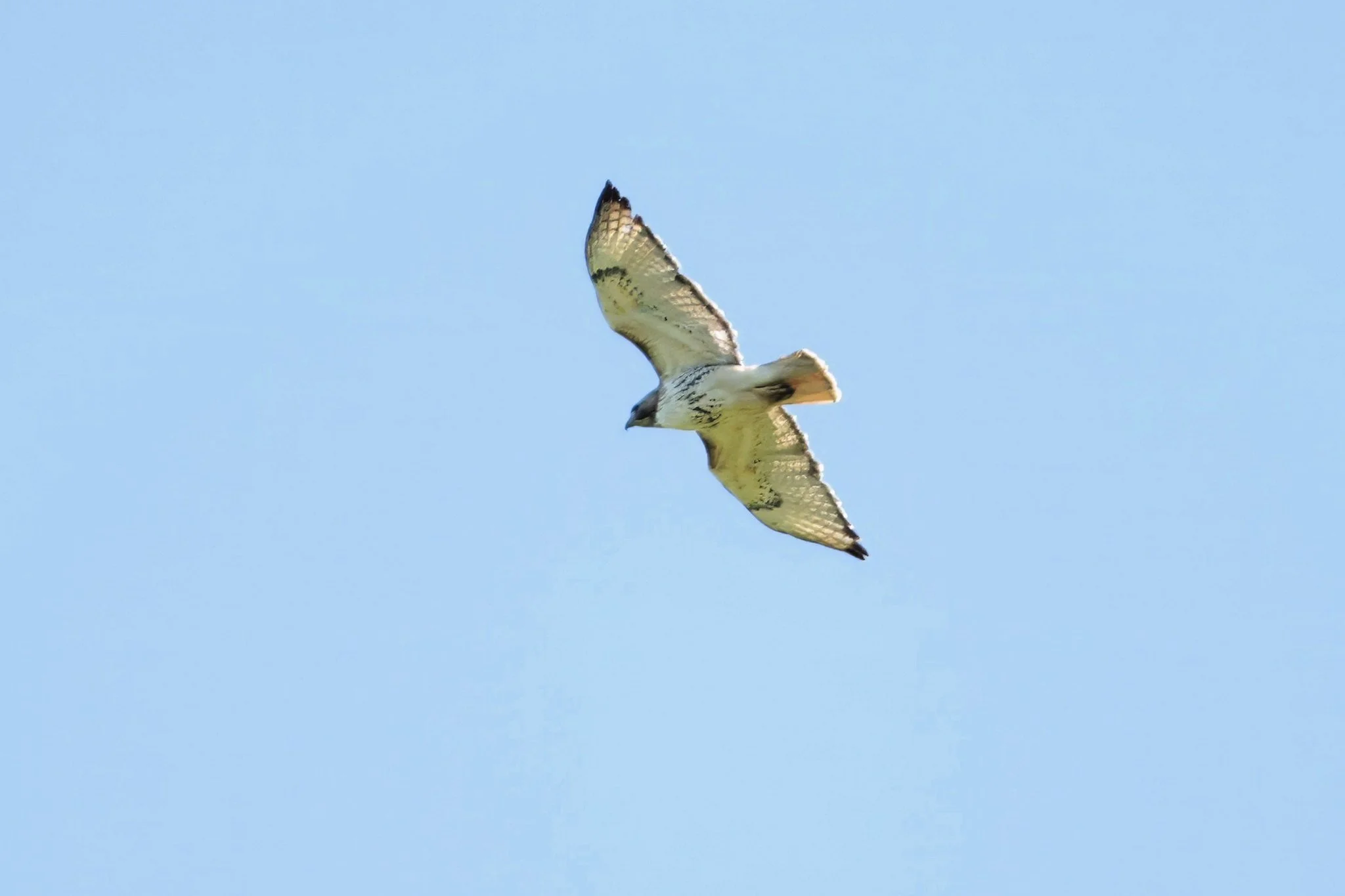RTHA  red-tailed hawk
