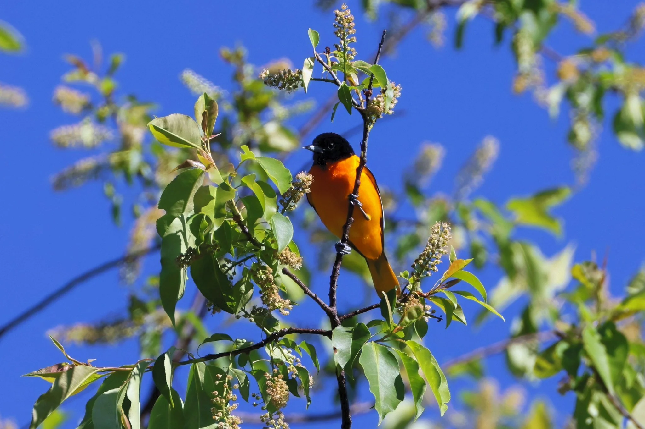 BAOR Baltimore oriole male