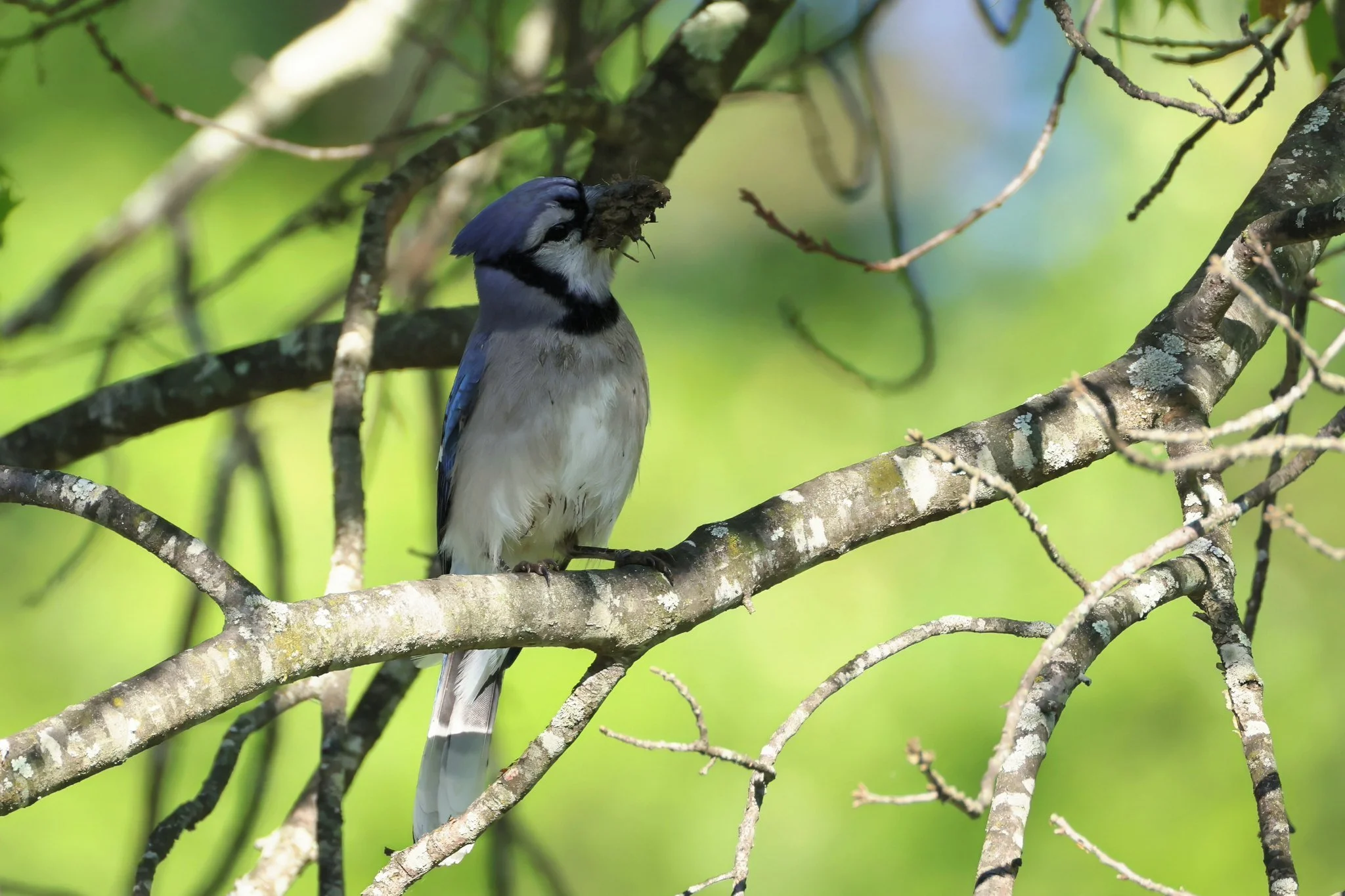 BLJA blue jay