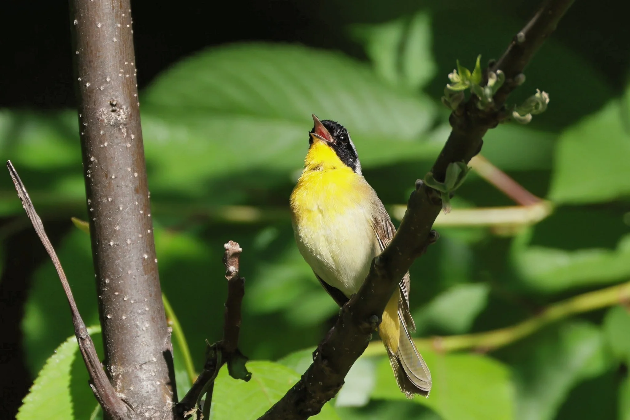 COYE common yellowthroat