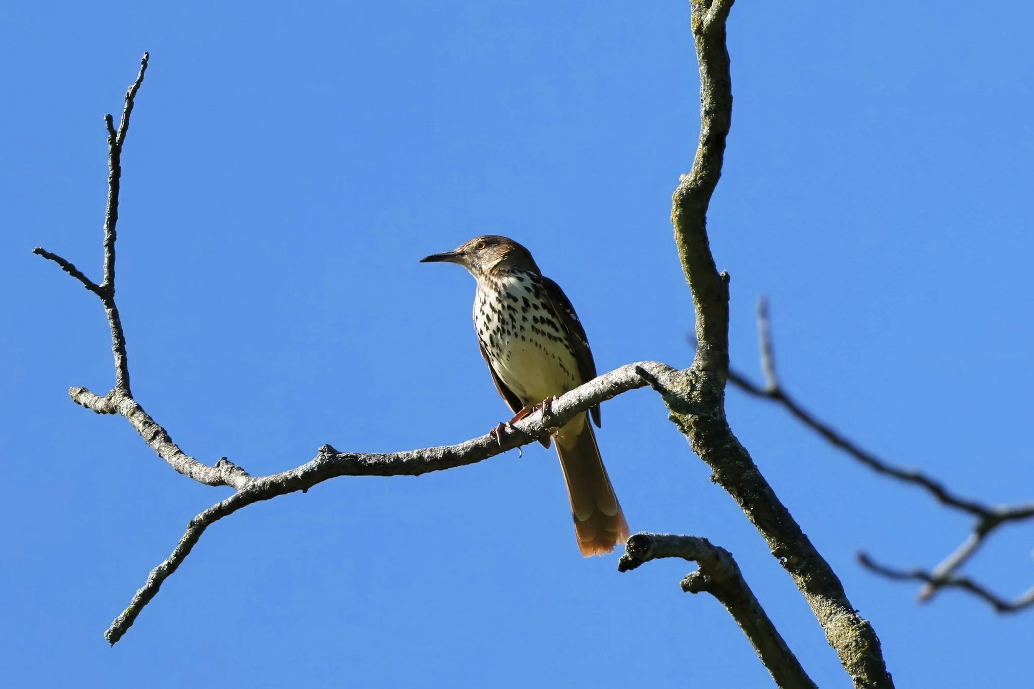BRTH brown thrasher