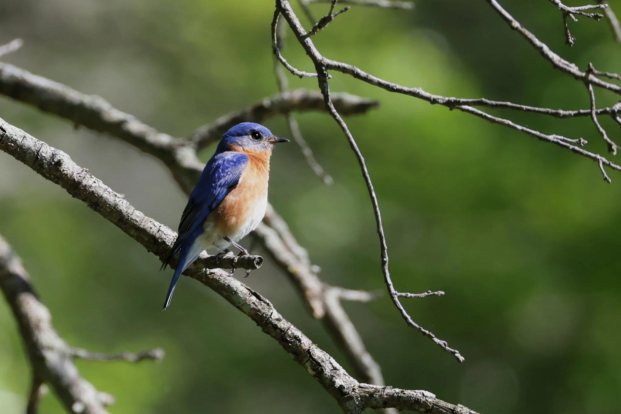 EABL eastern bluebird