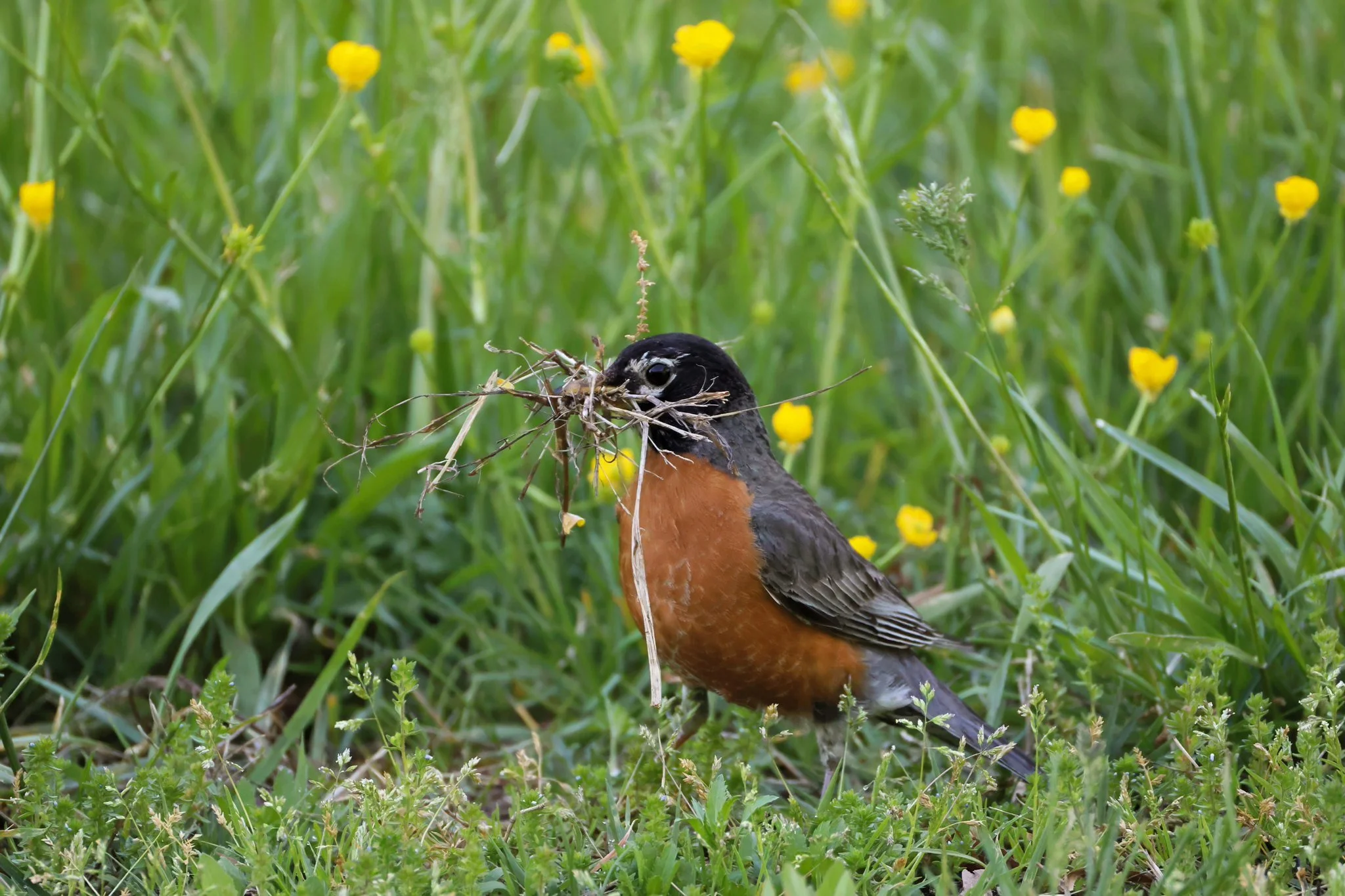 AMRO American Robin