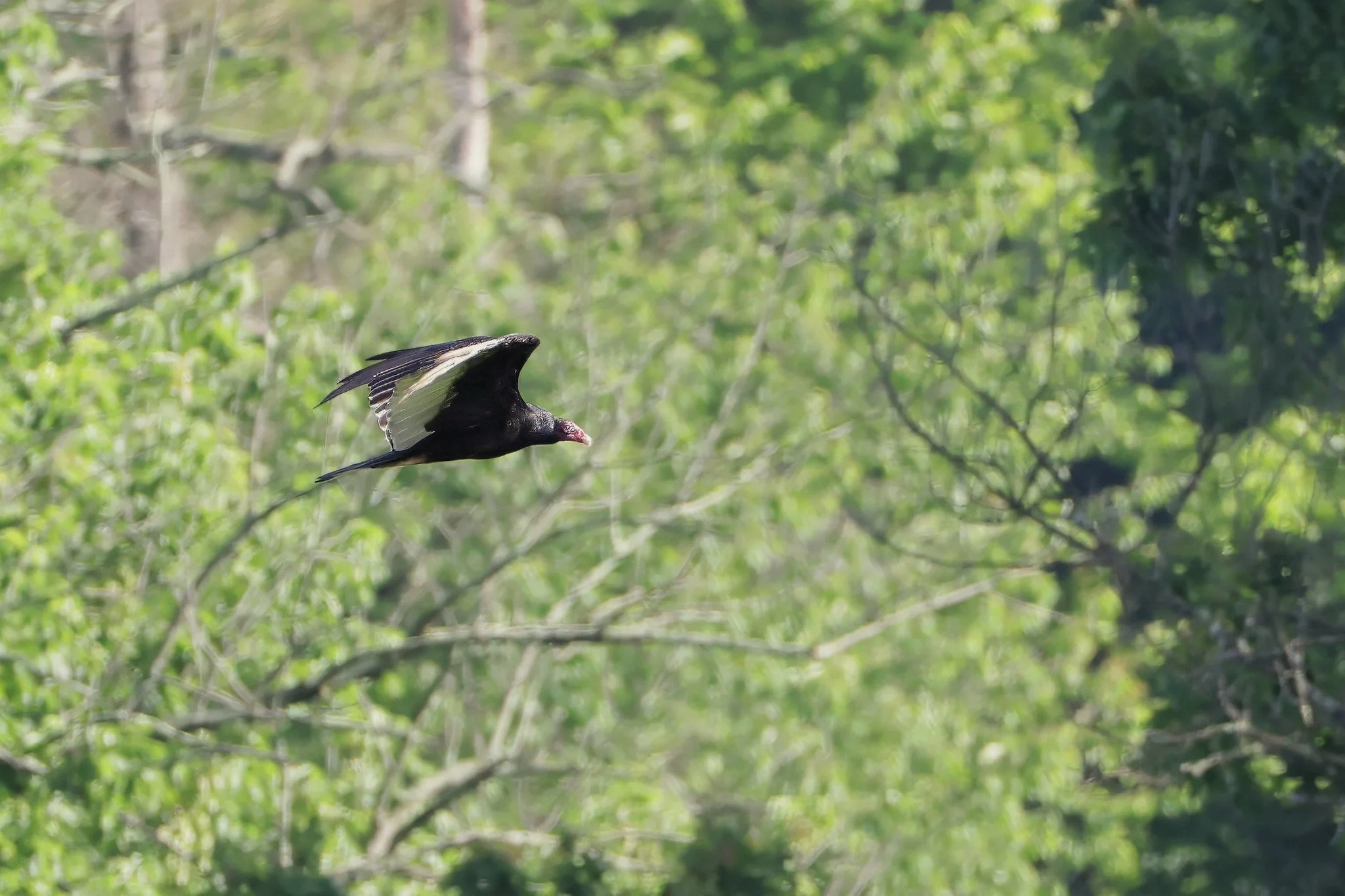 TUVU turkey vulture