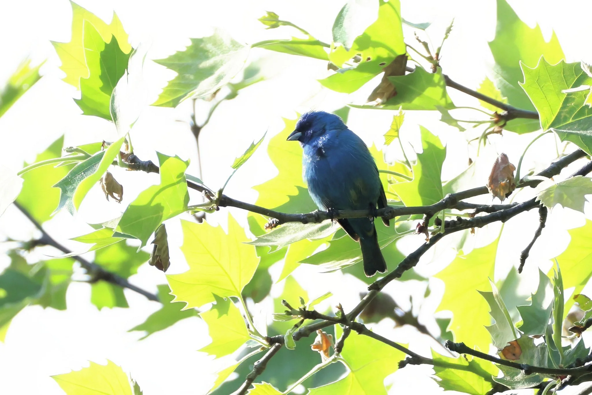 INBU indigo bunting male