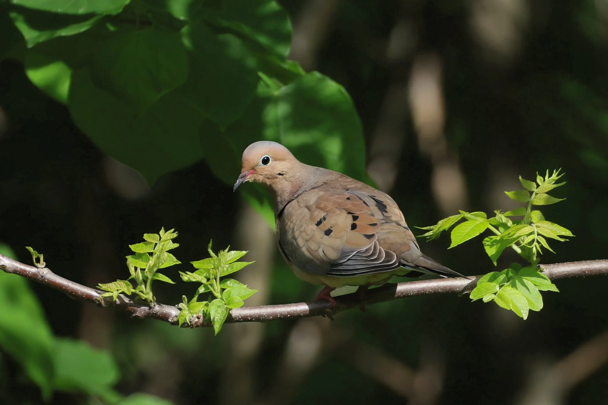 MODO mourning dove