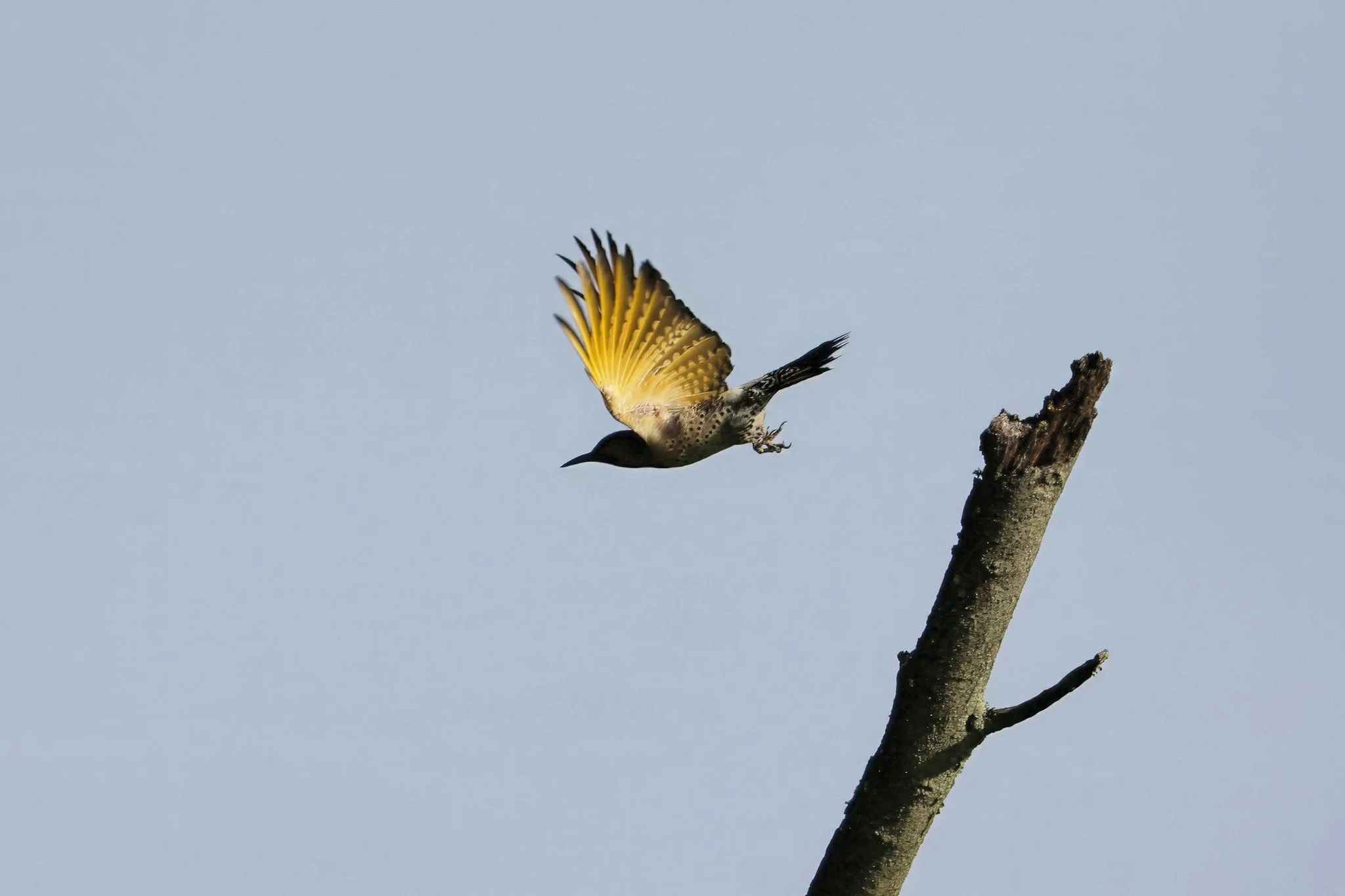 NOFL northern flicker in flight