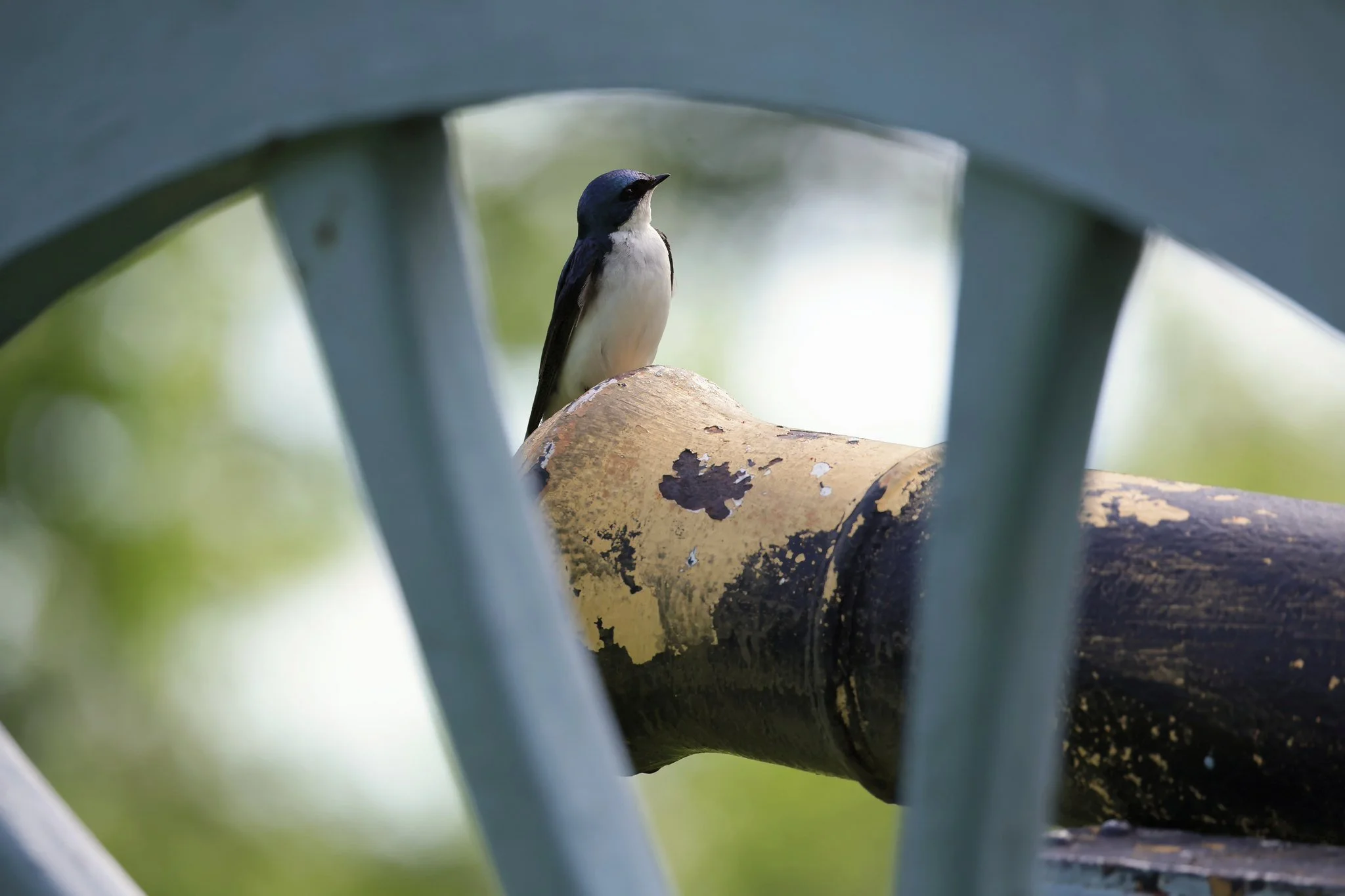 TRES tree swallow nesting in cannon