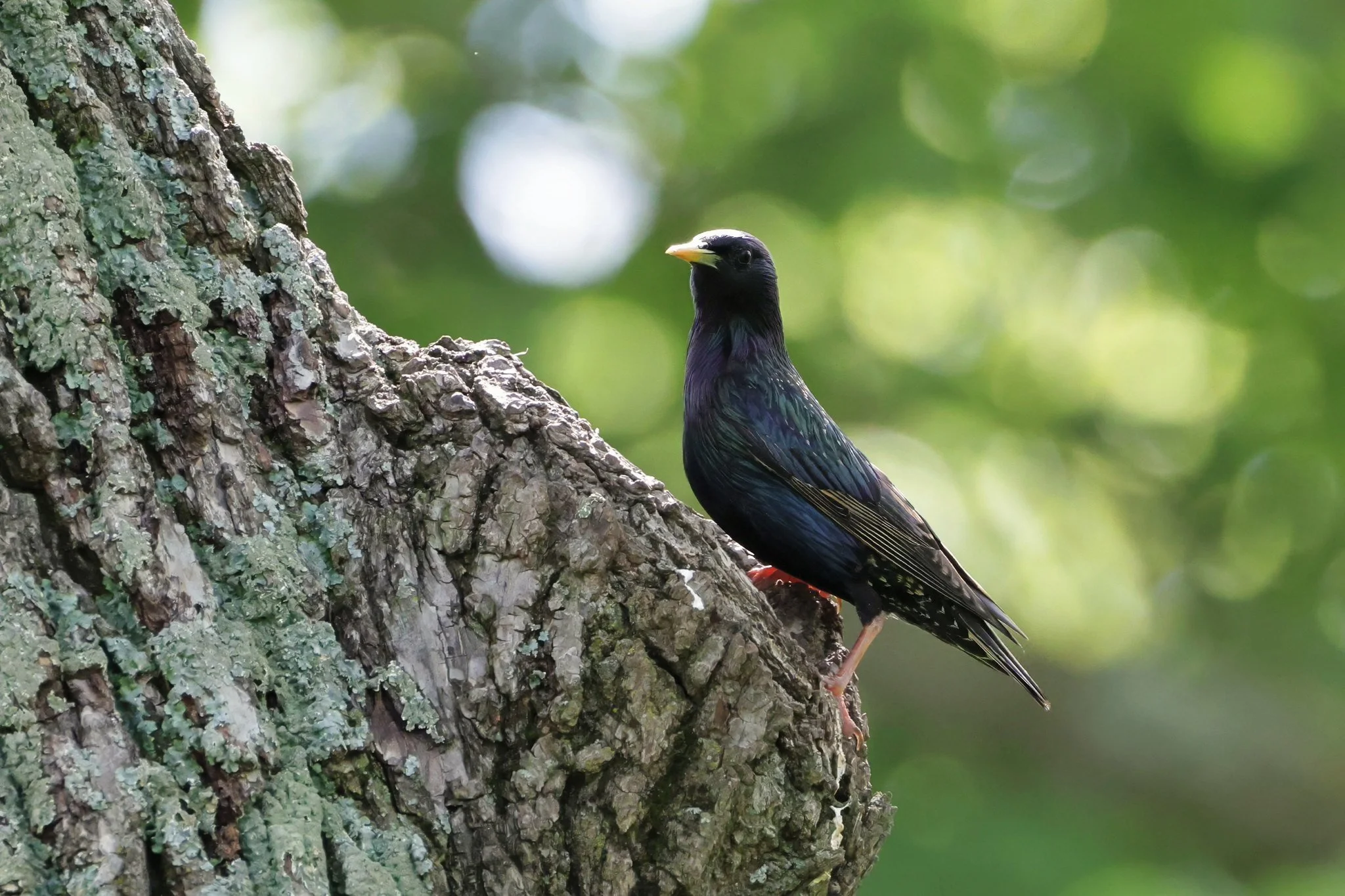 EUST European starling