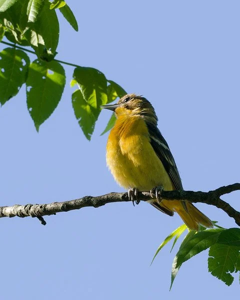 Baltimore Oriole female