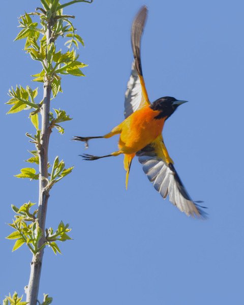 Baltimore Oriole male in flight