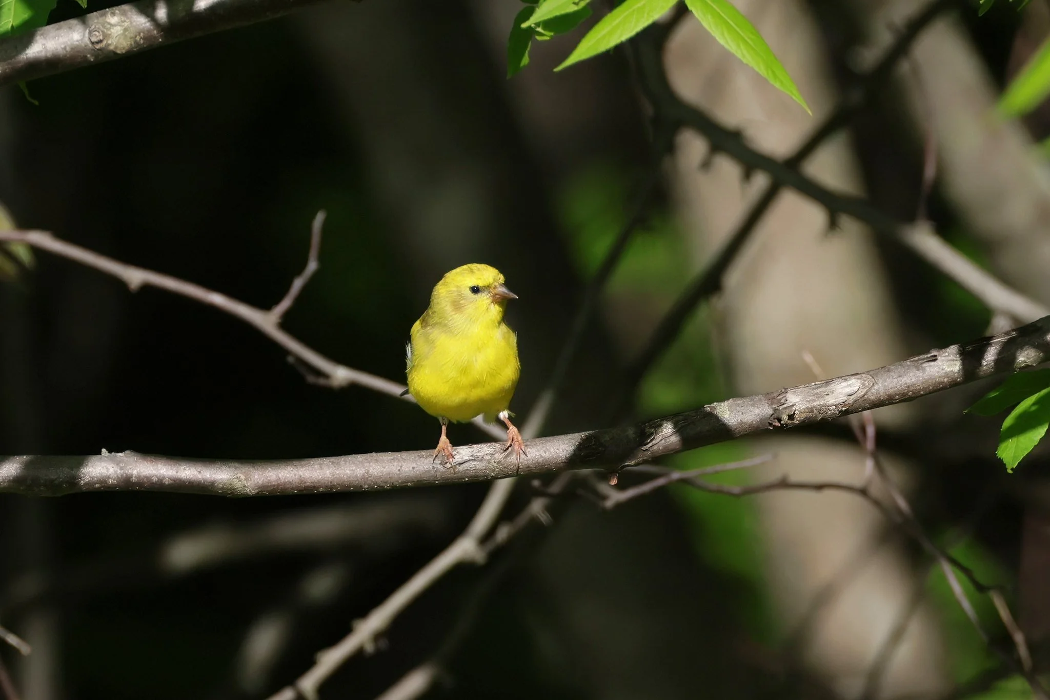 AMGO American goldfinch male