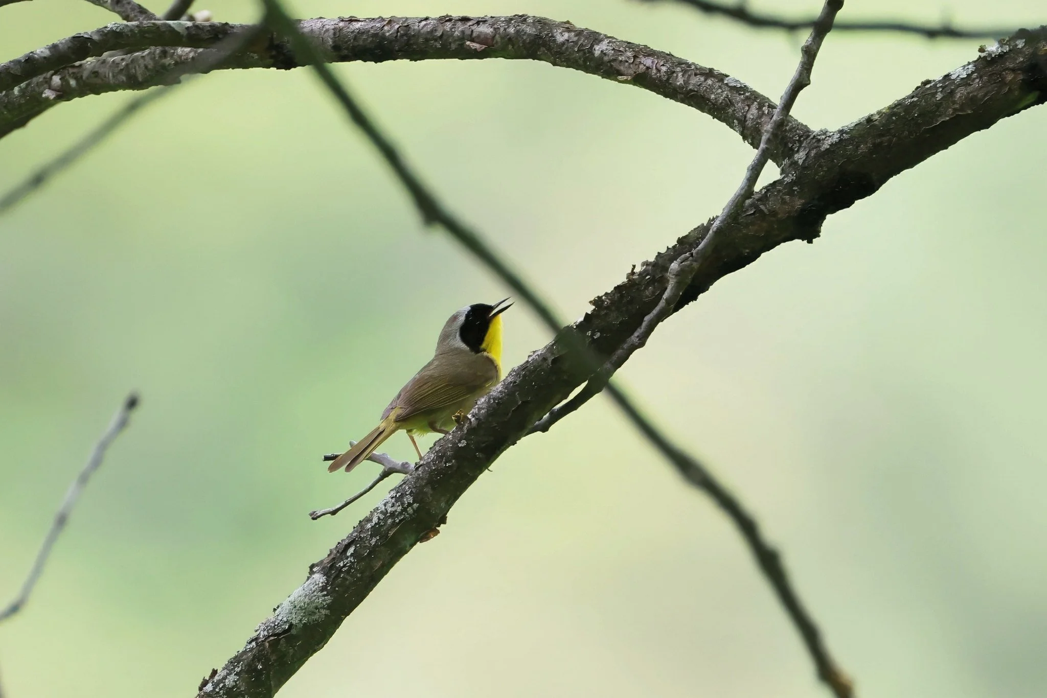 COYE common yellowthroat