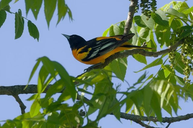 Baltimore Oriole male