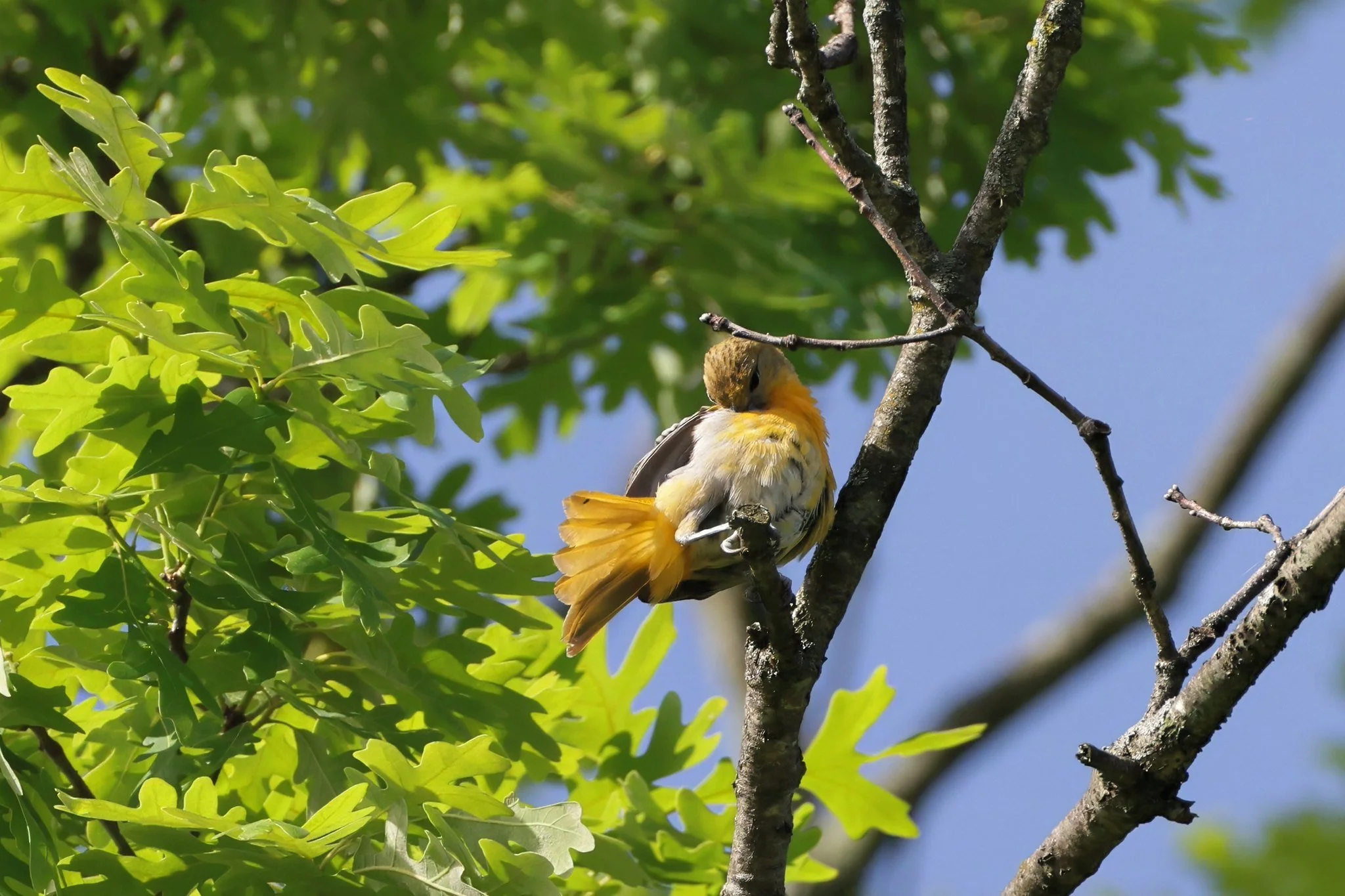 BAOR female preening