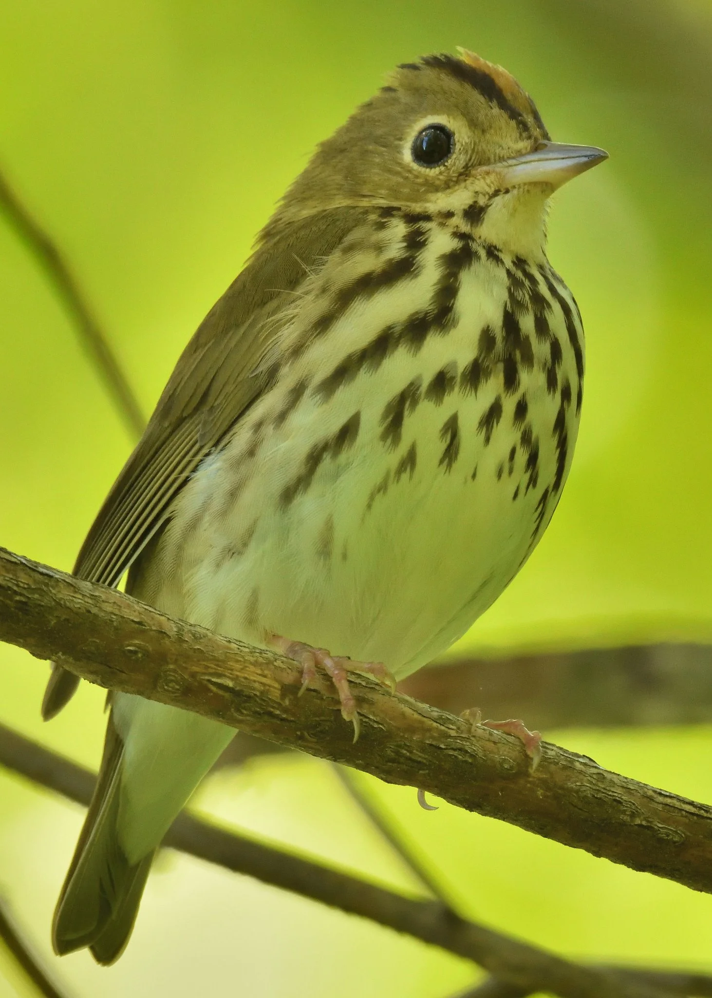 Ovenbird