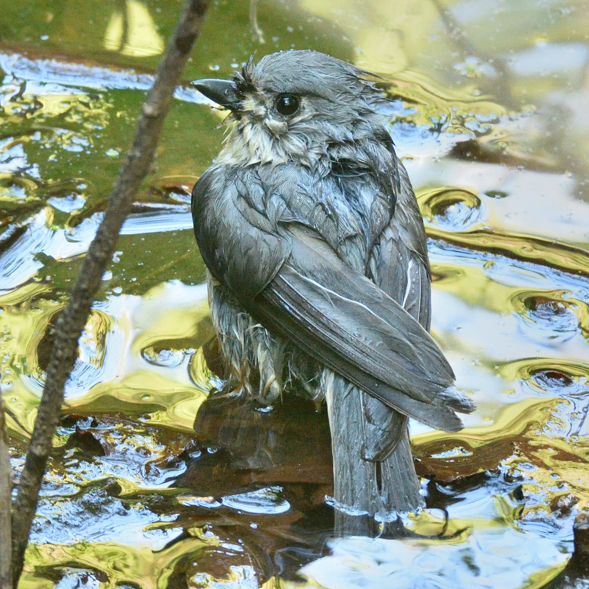 Tufted titmouse bathing Valley Creek