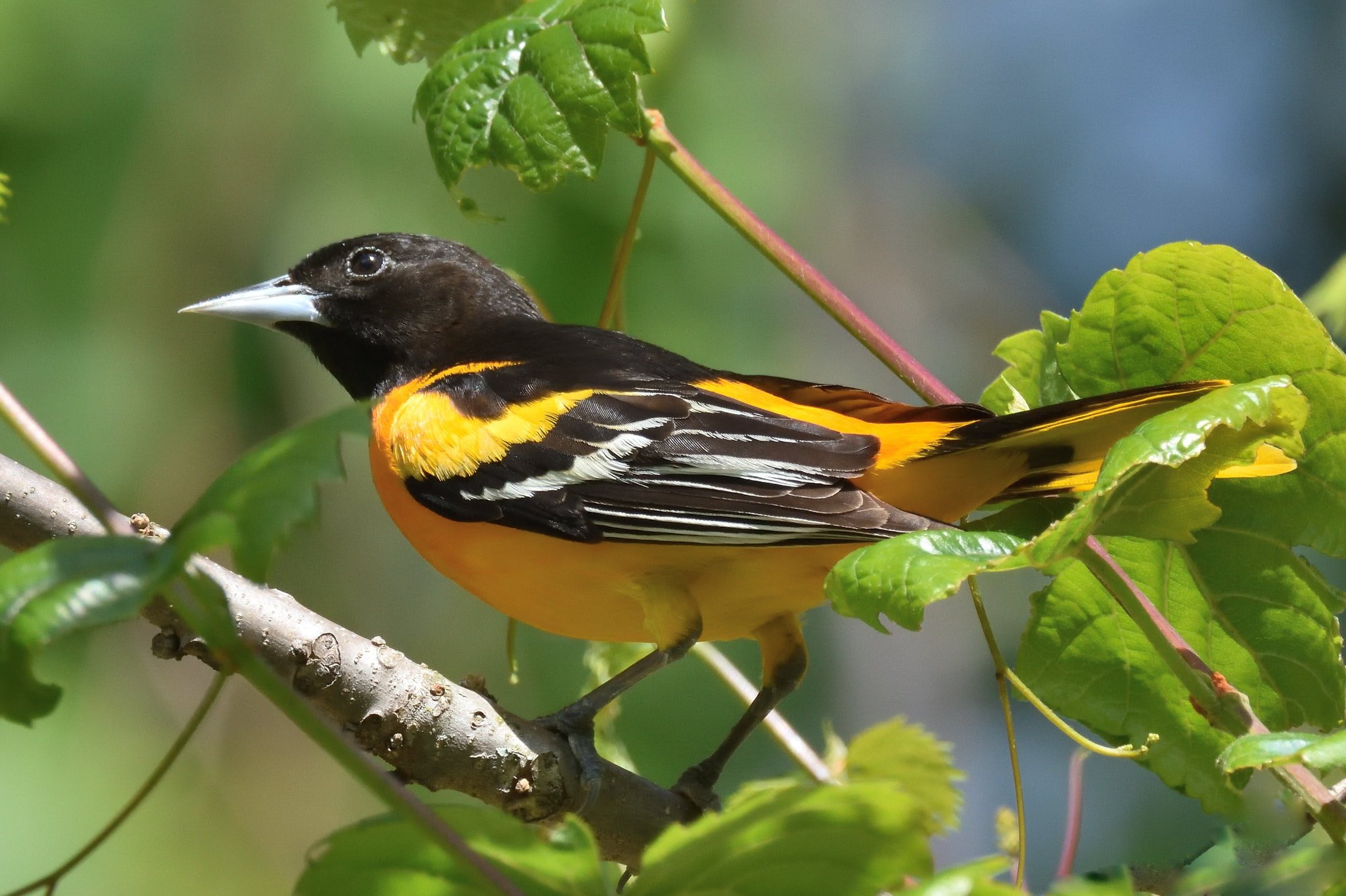 Baltimore oriole